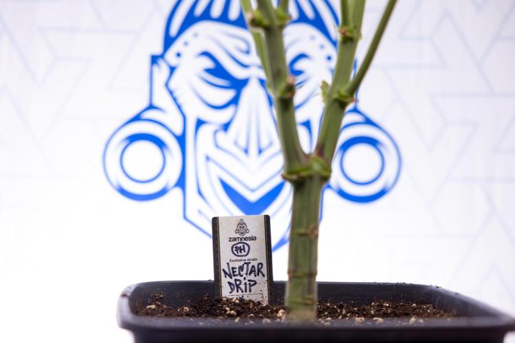 Nectar Drip #1 - Zamnesia X Tical x B&B. Week 9 - Nectar Drip #1 - Main Lining - 5th Week Bloom 