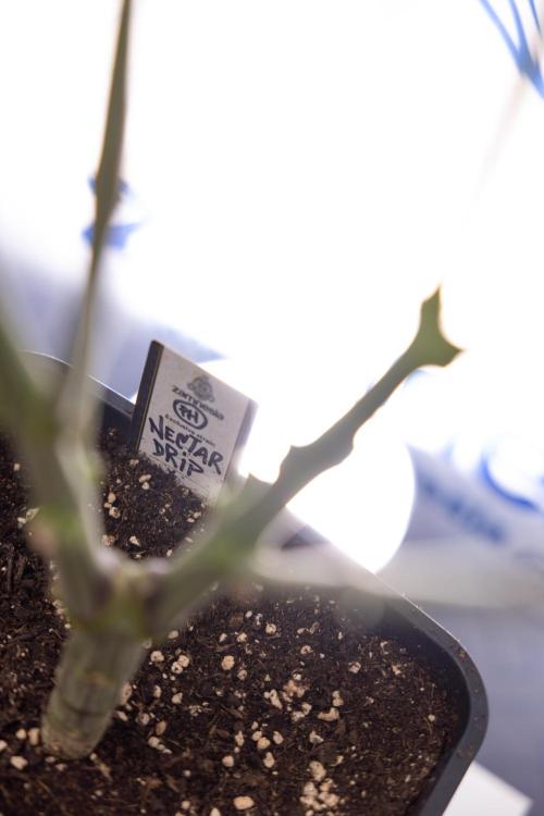 Nectar Drip #1 - Zamnesia X Tical x B&B. Week 9 - Nectar Drip #1 - Main Lining - 5th Week Bloom 