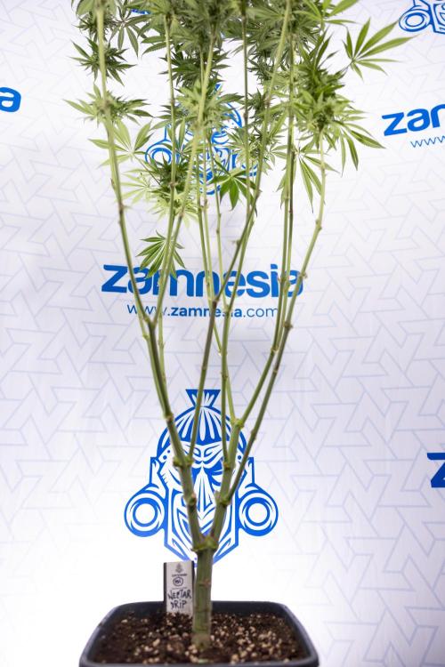 Nectar Drip #1 - Zamnesia X Tical x B&B. Week 9 - Nectar Drip #1 - Main Lining - 5th Week Bloom 