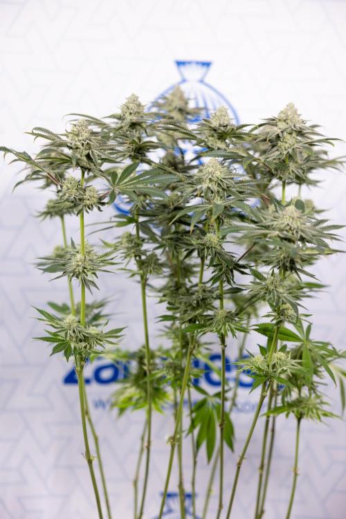 Nectar Drip #1 - Zamnesia X Tical x B&B. Week 9 - Nectar Drip #1 - Main Lining - 5th Week Bloom 