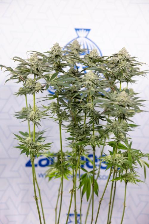 Nectar Drip #1 - Zamnesia X Tical x B&B. Week 9 - Nectar Drip #1 - Main Lining - 5th Week Bloom 