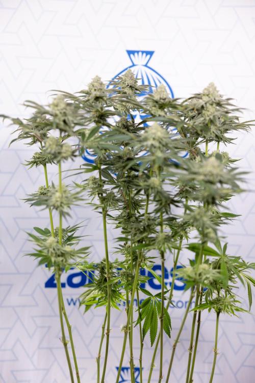 Nectar Drip #1 - Zamnesia X Tical x B&B. Week 9 - Nectar Drip #1 - Main Lining - 5th Week Bloom 