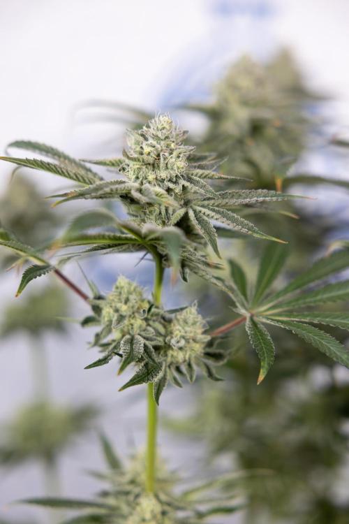 Nectar Drip #1 - Zamnesia X Tical x B&B. Week 9 - Nectar Drip #1 - Main Lining - 5th Week Bloom 