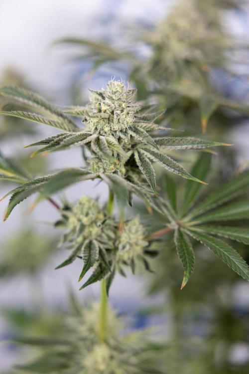 Nectar Drip #1 - Zamnesia X Tical x B&B. Week 9 - Nectar Drip #1 - Main Lining - 5th Week Bloom 