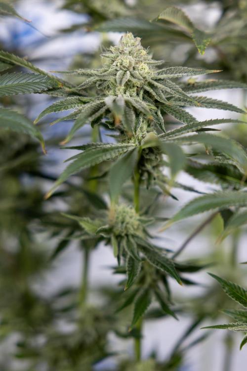 Nectar Drip #1 - Zamnesia X Tical x B&B. Week 9 - Nectar Drip #1 - Main Lining - 5th Week Bloom 