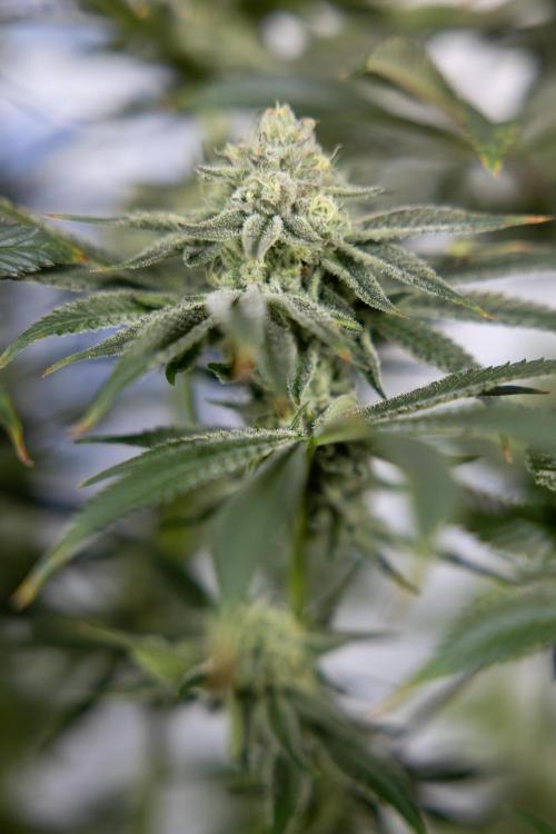 Nectar Drip #1 - Zamnesia X Tical x B&B. Week 9 - Nectar Drip #1 - Main Lining - 5th Week Bloom 