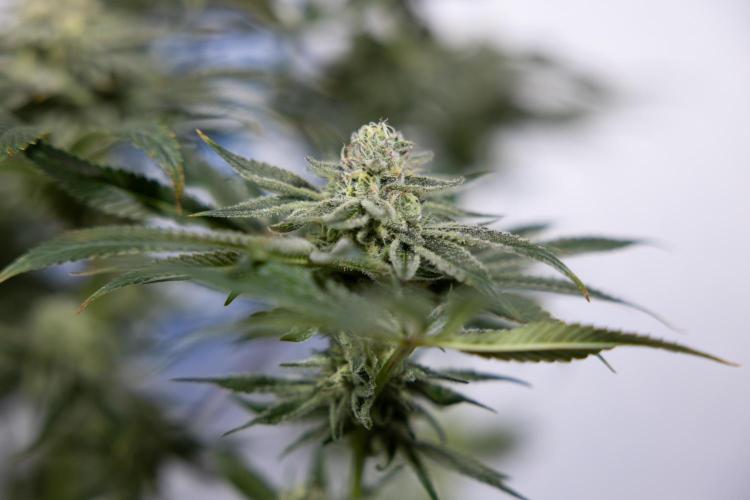 Nectar Drip #1 - Zamnesia X Tical x B&B. Week 9 - Nectar Drip #1 - Main Lining - 5th Week Bloom 