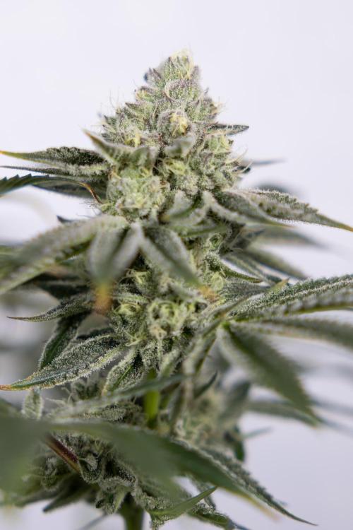 Nectar Drip #1 - Zamnesia X Tical x B&B. Week 9 - Nectar Drip #1 - Main Lining - 5th Week Bloom 