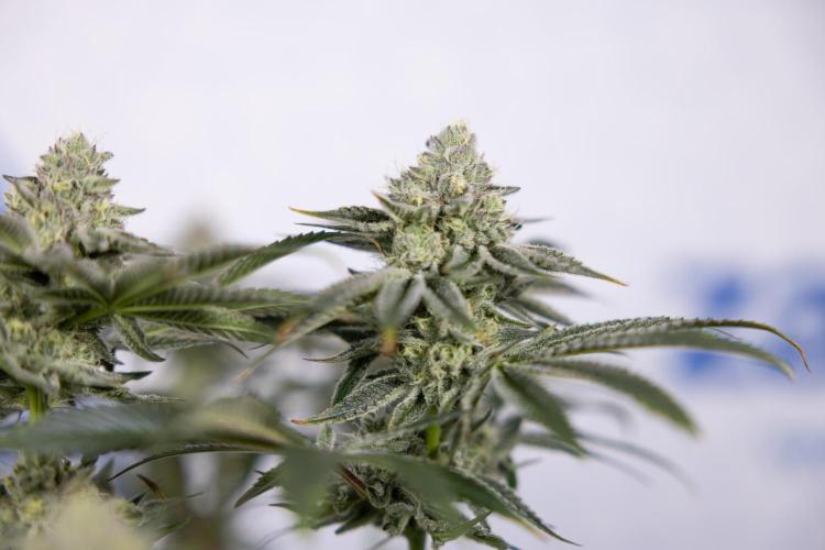 Nectar Drip #1 - Zamnesia X Tical x B&B. Week 9 - Nectar Drip #1 - Main Lining - 5th Week Bloom 