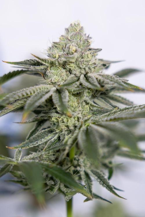 Nectar Drip #1 - Zamnesia X Tical x B&B. Week 9 - Nectar Drip #1 - Main Lining - 5th Week Bloom 