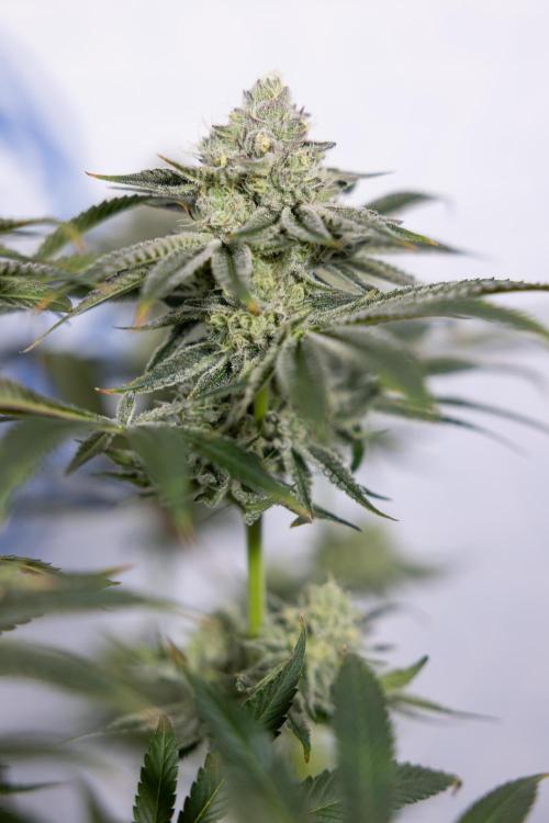 Nectar Drip #1 - Zamnesia X Tical x B&B. Week 9 - Nectar Drip #1 - Main Lining - 5th Week Bloom 