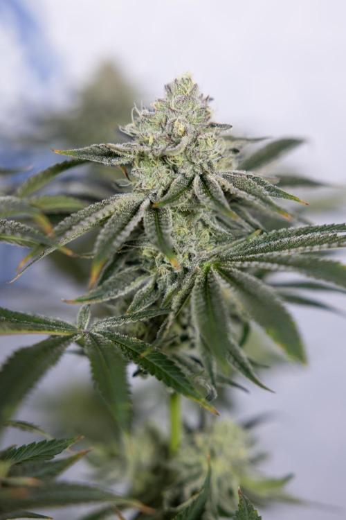 Nectar Drip #1 - Zamnesia X Tical x B&B. Week 9 - Nectar Drip #1 - Main Lining - 5th Week Bloom 