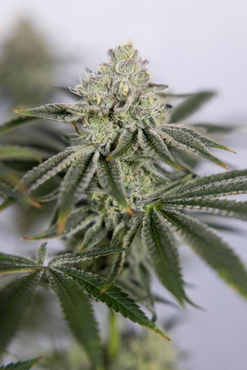 Nectar Drip #1 - Zamnesia X Tical x B&B. Week 9 - Nectar Drip #1 - Main Lining - 5th Week Bloom 