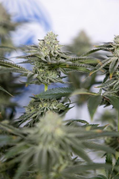 Nectar Drip #1 - Zamnesia X Tical x B&B. Week 9 - Nectar Drip #1 - Main Lining - 5th Week Bloom 