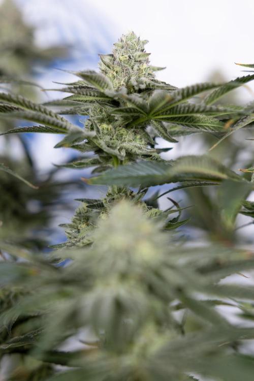 Nectar Drip #1 - Zamnesia X Tical x B&B. Week 9 - Nectar Drip #1 - Main Lining - 5th Week Bloom 