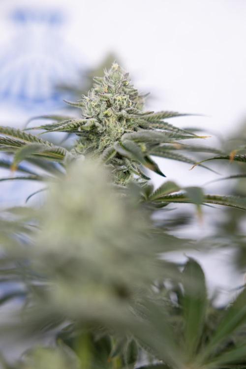 Nectar Drip #1 - Zamnesia X Tical x B&B. Week 9 - Nectar Drip #1 - Main Lining - 5th Week Bloom 