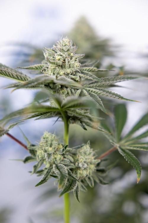 Nectar Drip #1 - Zamnesia X Tical x B&B. Week 9 - Nectar Drip #1 - Main Lining - 5th Week Bloom 