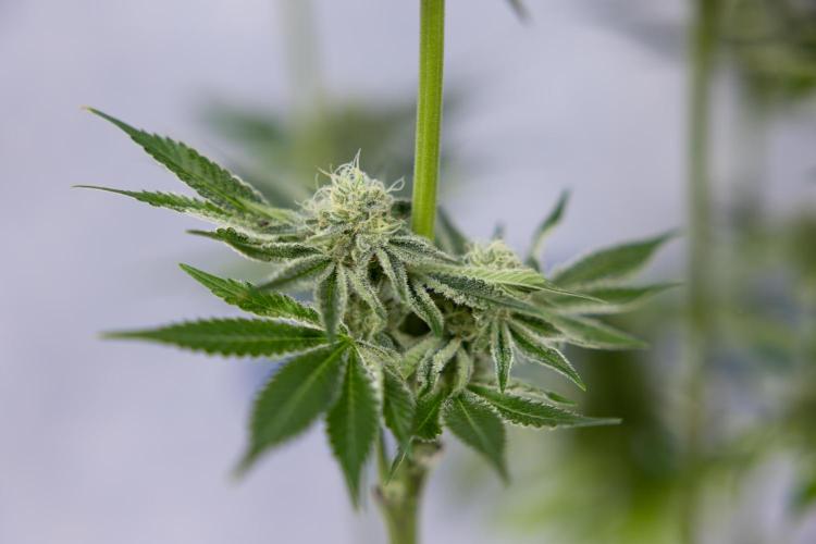 Nectar Drip #1 - Zamnesia X Tical x B&B. Week 9 - Nectar Drip #1 - Main Lining - 5th Week Bloom 