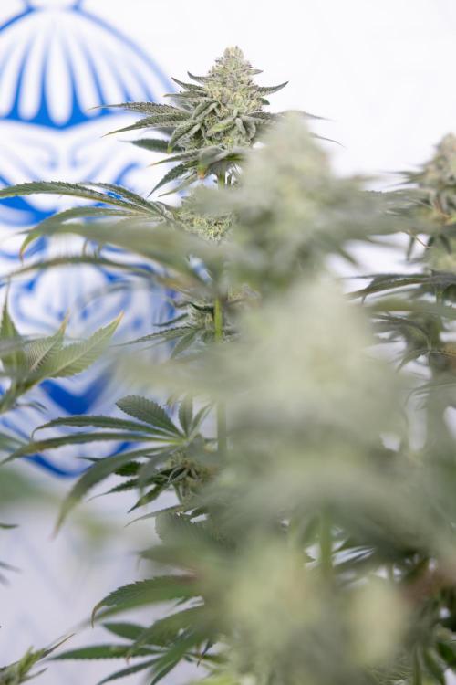 Nectar Drip #1 - Zamnesia X Tical x B&B. Week 9 - Nectar Drip #1 - Main Lining - 5th Week Bloom 