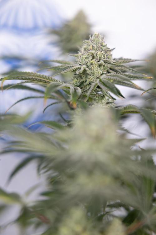 Nectar Drip #1 - Zamnesia X Tical x B&B. Week 9 - Nectar Drip #1 - Main Lining - 5th Week Bloom 