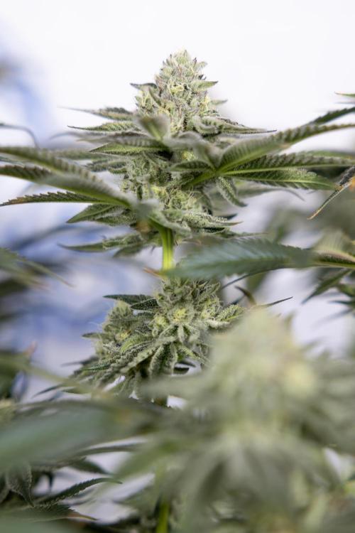 Nectar Drip #1 - Zamnesia X Tical x B&B. Week 9 - Nectar Drip #1 - Main Lining - 5th Week Bloom 