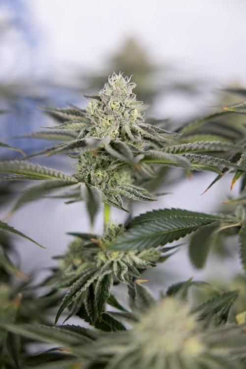 Nectar Drip #1 - Zamnesia X Tical x B&B. Week 9 - Nectar Drip #1 - Main Lining - 5th Week Bloom 