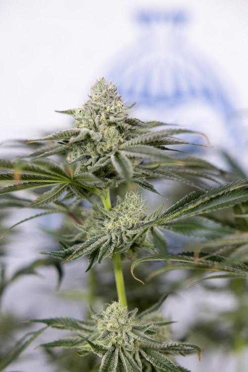 Nectar Drip #1 - Zamnesia X Tical x B&B. Week 9 - Nectar Drip #1 - Main Lining - 5th Week Bloom 