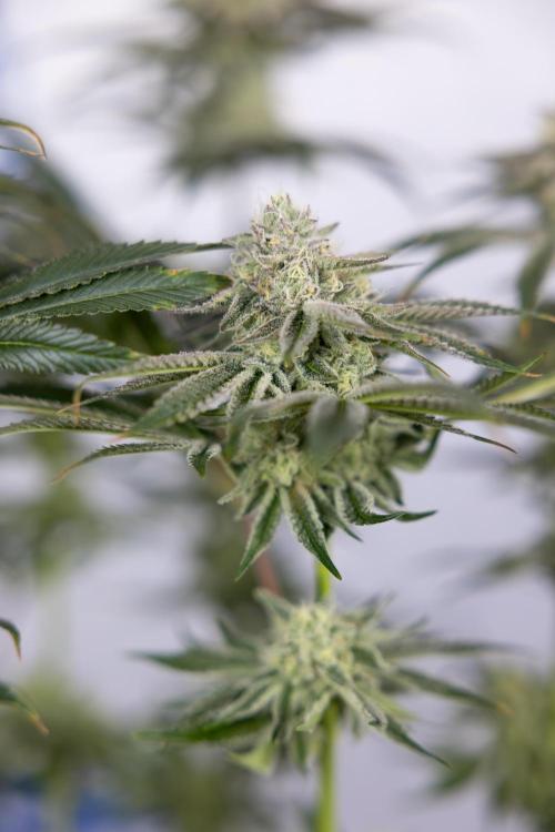 Nectar Drip #1 - Zamnesia X Tical x B&B. Week 9 - Nectar Drip #1 - Main Lining - 5th Week Bloom 