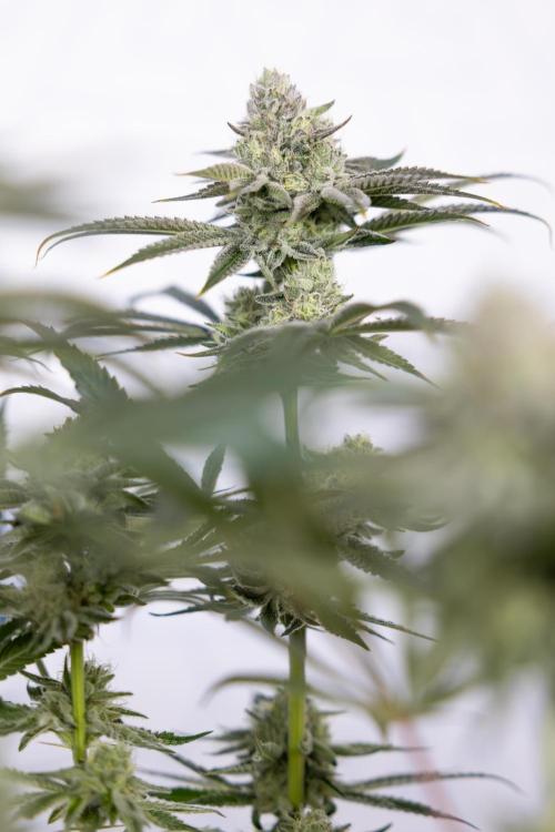 Nectar Drip #1 - Zamnesia X Tical x B&B. Week 9 - Nectar Drip #1 - Main Lining - 5th Week Bloom 