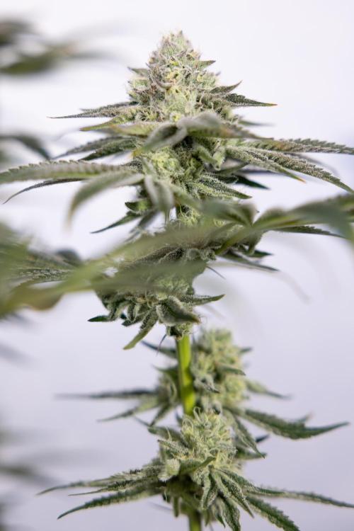 Nectar Drip #1 - Zamnesia X Tical x B&B. Week 9 - Nectar Drip #1 - Main Lining - 5th Week Bloom 