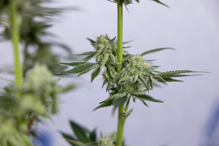 Nectar Drip #1 - Zamnesia X Tical x B&B. Week 9 - Nectar Drip #1 - Main Lining - 5th Week Bloom 