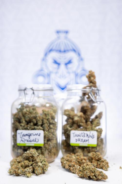 Tangerine Dream  Auto - Zamnesia x B&B. Week 10 - Dry Buds - Tangerine Dream Auto 