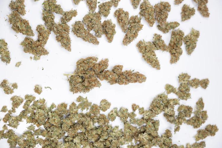 Tangerine Dream  Auto - Zamnesia x B&B. Week 10 - Dry Buds - Tangerine Dream Auto 