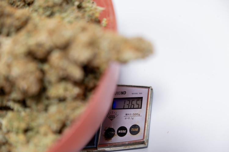 Tangerine Dream  Auto - Zamnesia x B&B. Week 10 - Dry Buds - Tangerine Dream Auto 