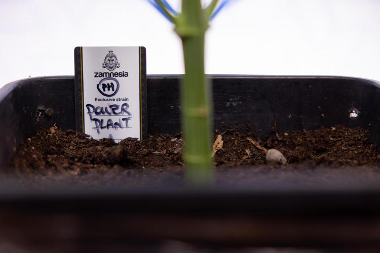 Power Plant #2 Clone - Zamnesia x B&B. Week 6 - Power Plant - Clone - No Techniques