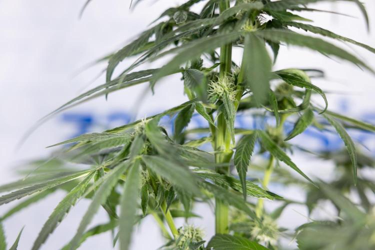 Power Plant #2 Clone - Zamnesia x B&B. Week 6 - Power Plant - Clone - No Techniques