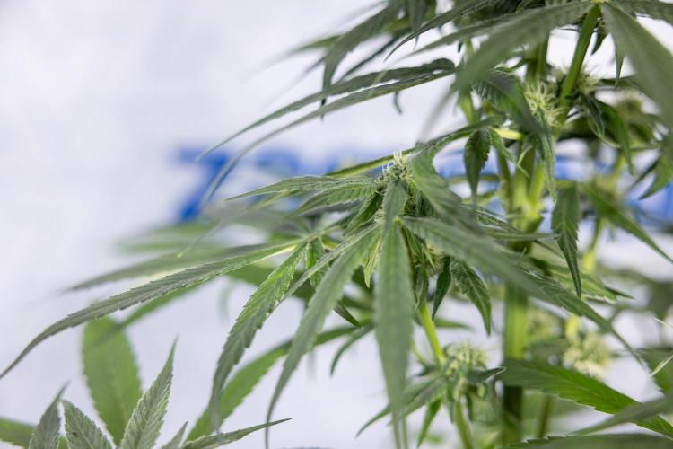 Power Plant #2 Clone - Zamnesia x B&B. Week 6 - Power Plant - Clone - No Techniques