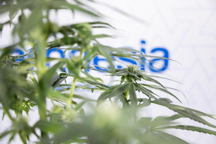 Power Plant #2 Clone - Zamnesia x B&B. Week 6 - Power Plant - Clone - No Techniques