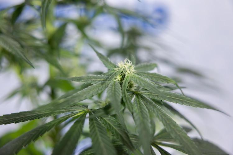 Power Plant #2 Clone - Zamnesia x B&B. Week 6 - Power Plant - Clone - No Techniques