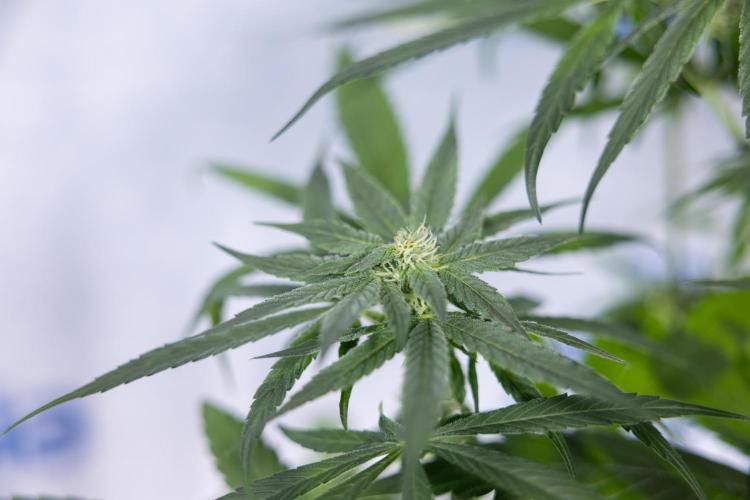 Power Plant #2 Clone - Zamnesia x B&B. Week 6 - Power Plant - Clone - No Techniques