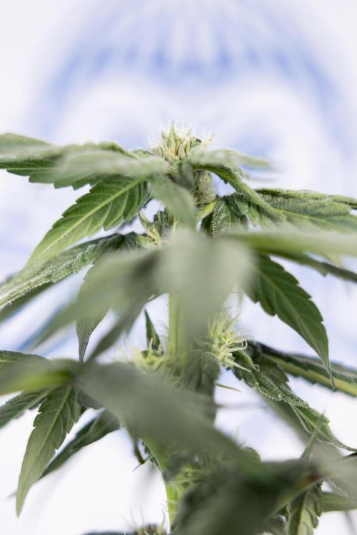 Power Plant #2 Clone - Zamnesia x B&B. Week 6 - Power Plant - Clone - No Techniques