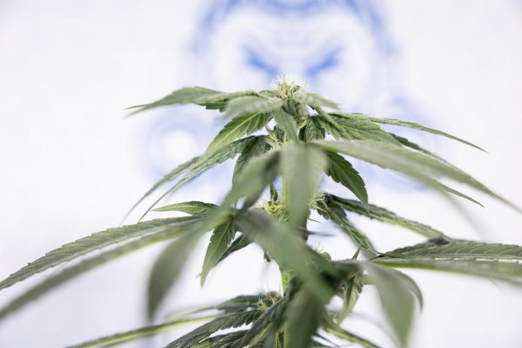 Power Plant #2 Clone - Zamnesia x B&B. Week 6 - Power Plant - Clone - No Techniques