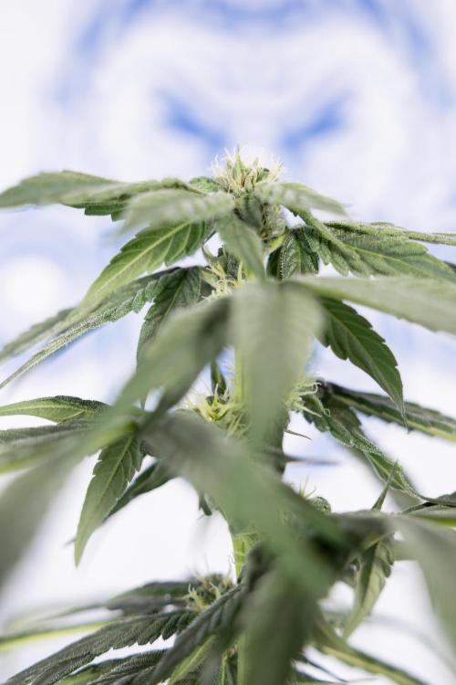 Power Plant #2 Clone - Zamnesia x B&B. Week 6 - Power Plant - Clone - No Techniques