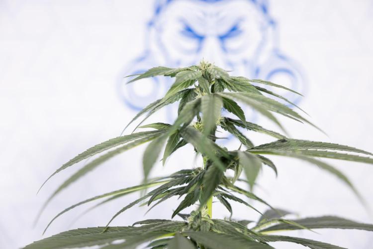 Power Plant #2 Clone - Zamnesia x B&B. Week 6 - Power Plant - Clone - No Techniques