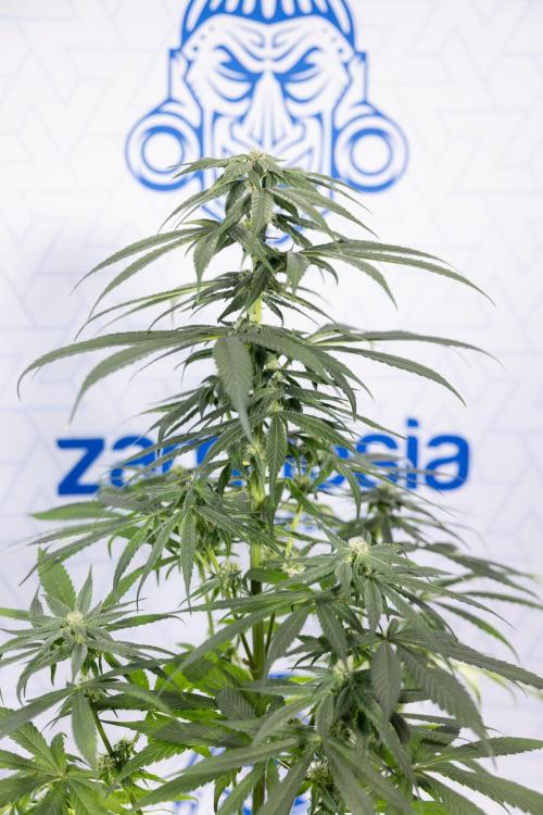 Power Plant #2 Clone - Zamnesia x B&B. Week 6 - Power Plant - Clone - No Techniques