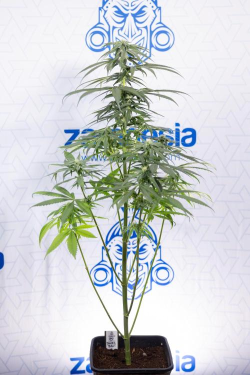 Power Plant #2 Clone - Zamnesia x B&B. Week 6 - Power Plant - Clone - No Techniques