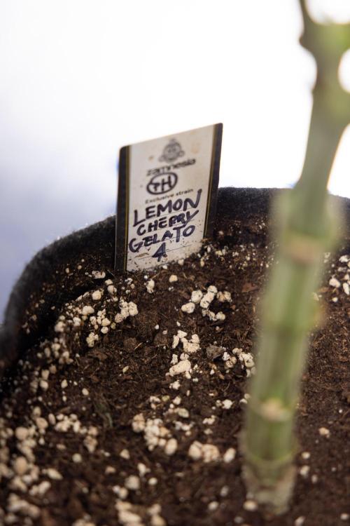 Lemon Cherry Gelato #1 - Zamnesia x B&B. Week 10 - Lemon Cherry Gelato - Mainfolding - Bloom
