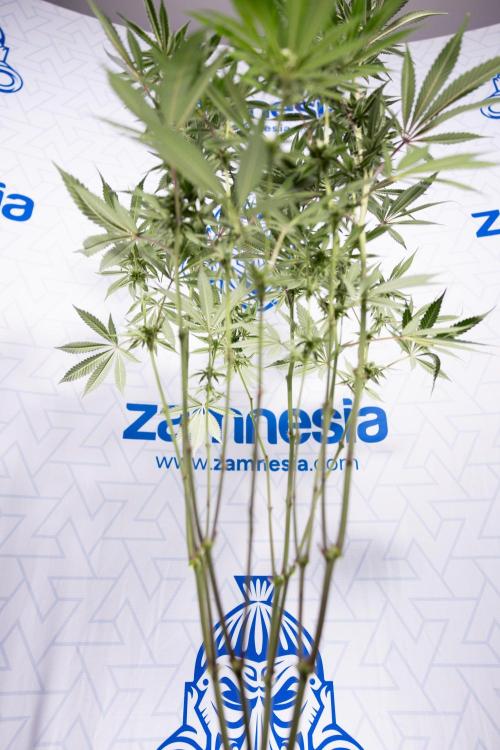 Lemon Cherry Gelato #1 - Zamnesia x B&B. Week 10 - Lemon Cherry Gelato - Mainfolding - Bloom