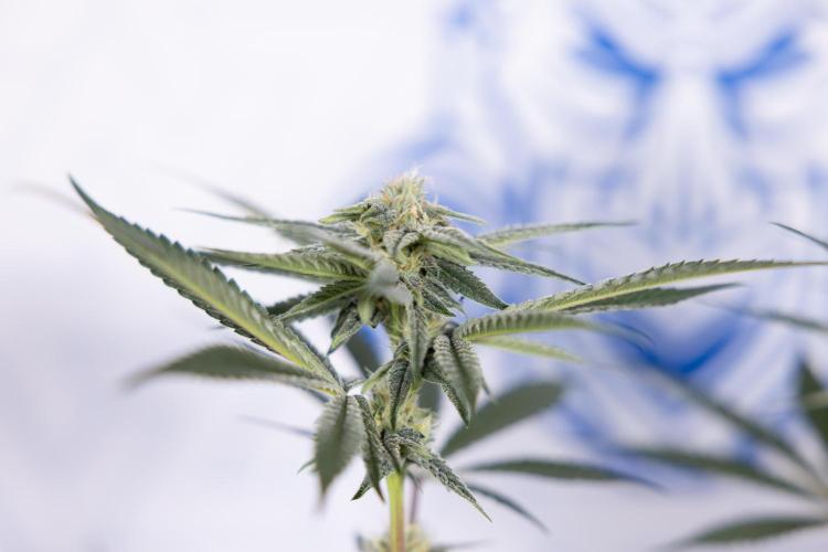 Lemon Cherry Gelato #1 - Zamnesia x B&B. Week 10 - Lemon Cherry Gelato - Mainfolding - Bloom