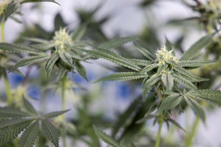 Lemon Cherry Gelato #1 - Zamnesia x B&B. Week 10 - Lemon Cherry Gelato - Mainfolding - Bloom